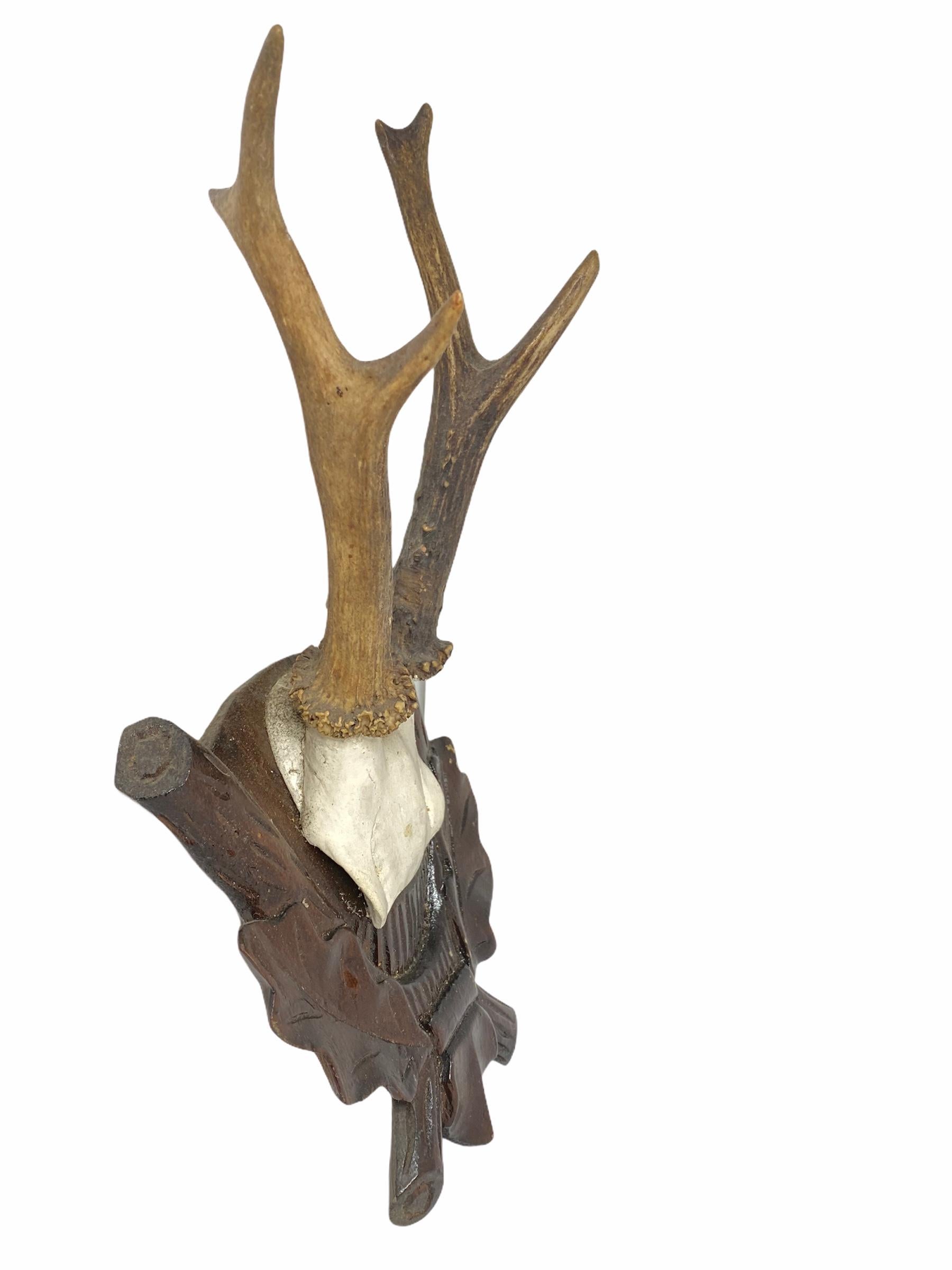Austrian Antique Black Forest Deer Antler Trophy on Wood Carved Plaque, Austria, 1890s