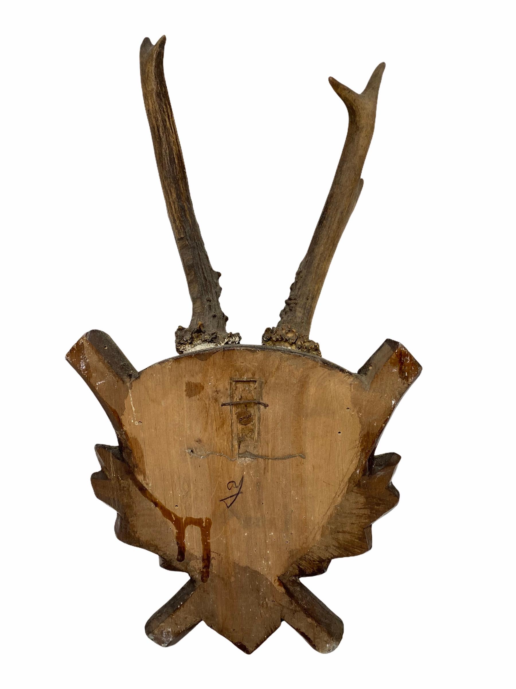 Hand-Carved Antique Black Forest Deer Antler Trophy on Wood Carved Plaque, Austria, 1890s