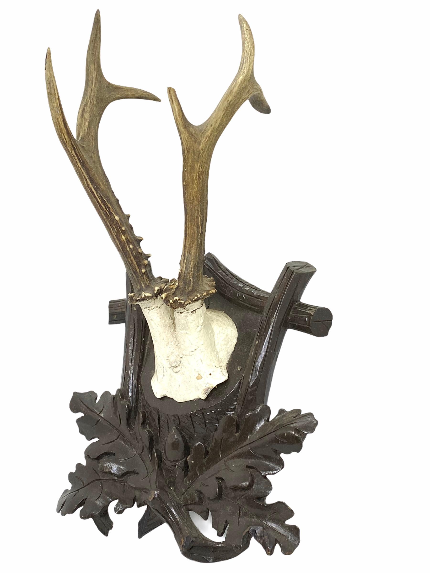 19th Century Antique Black Forest Deer Antler Trophy on Wood Carved Plaque, Austria, 1890s