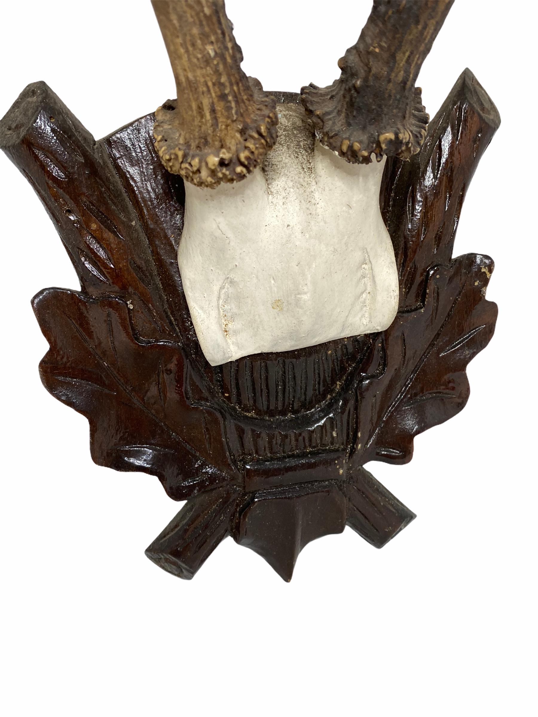 19th Century Antique Black Forest Deer Antler Trophy on Wood Carved Plaque, Austria, 1890s