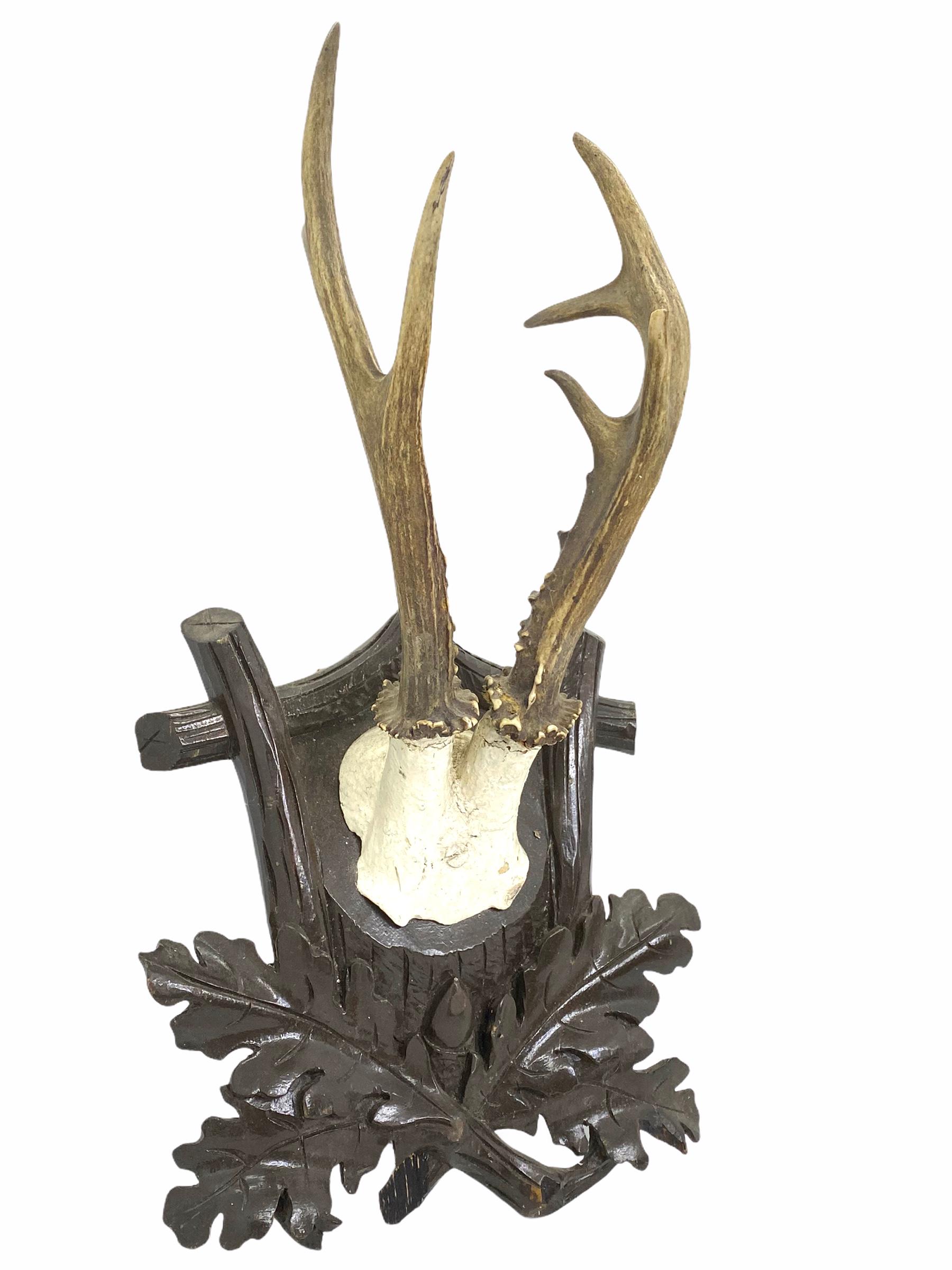 Antique Black Forest Deer Antler Trophy on Wood Carved Plaque, Austria, 1890s 1