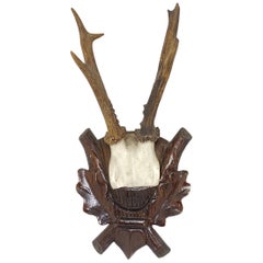 Antique Black Forest Deer Antler Trophy on Wood Carved Plaque, Austria, 1890s