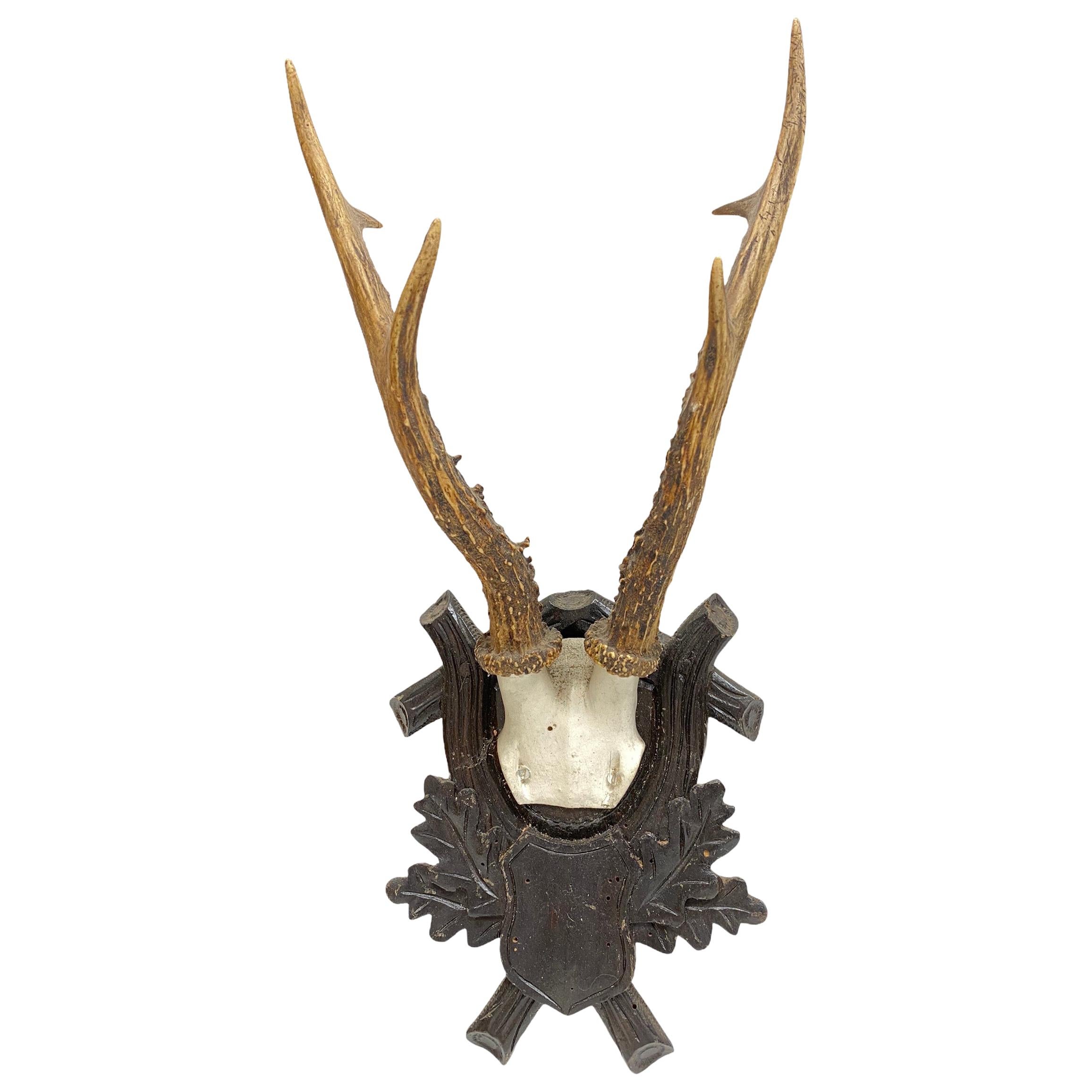Antique Black Forest Deer Antler Trophy on Wood Carved Plaque, Austria, 1890s