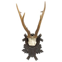 Antique Black Forest Deer Antler Trophy on Wood Carved Plaque, Austria, 1890s