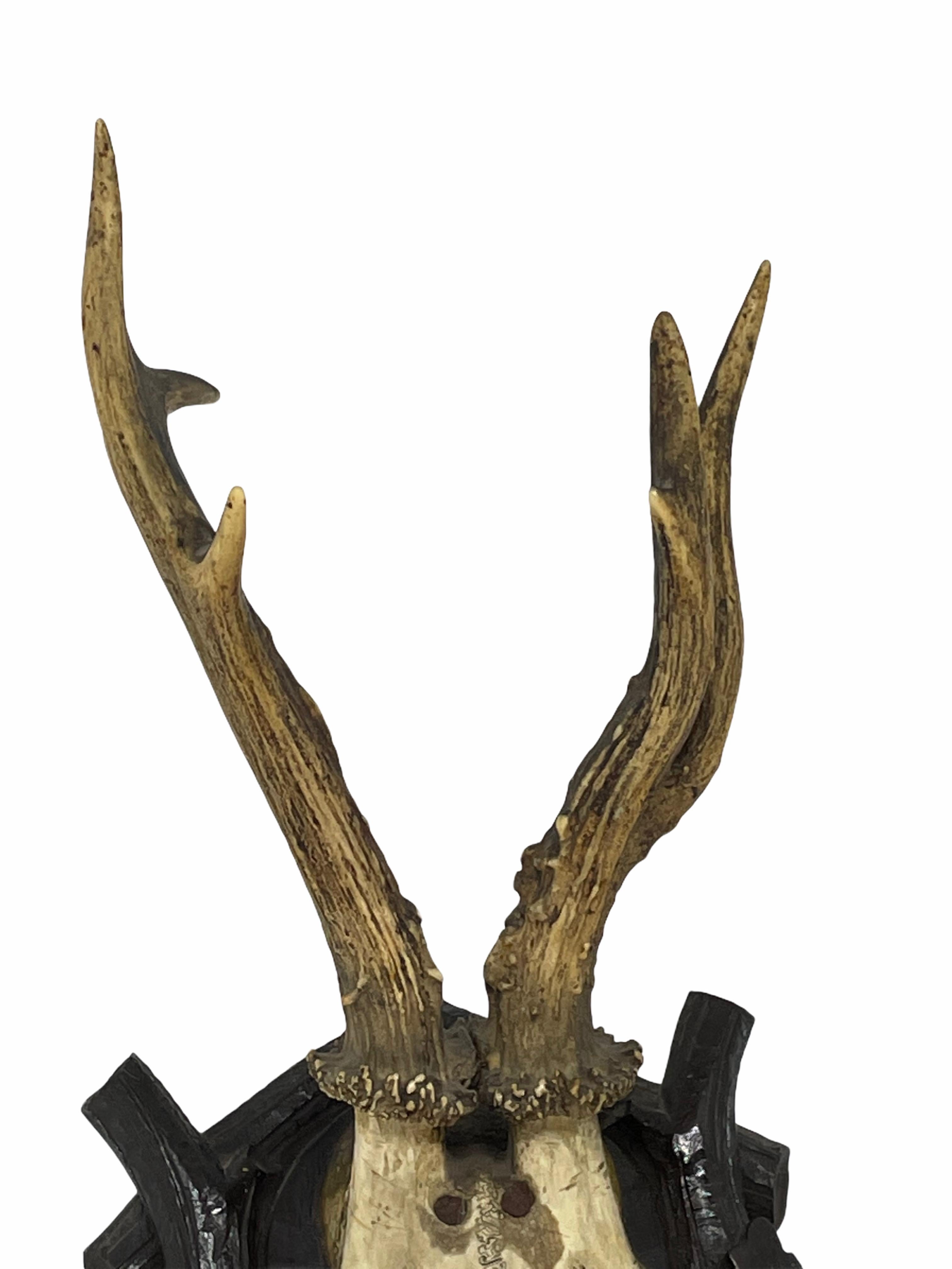 Austrian Antique Black Forest Deer Antler Trophy on Wood Carved Plaque, Austria, 1923