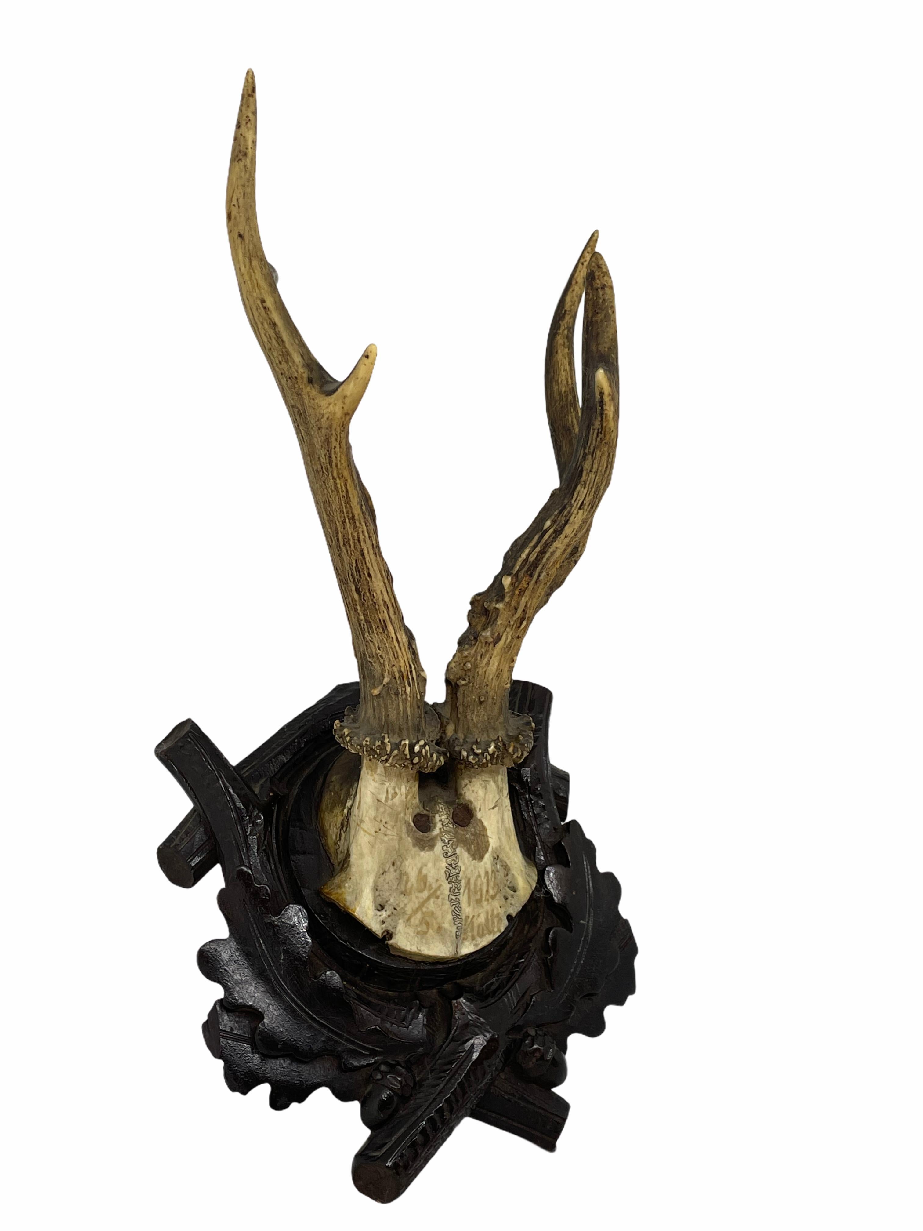 Early 20th Century Antique Black Forest Deer Antler Trophy on Wood Carved Plaque, Austria, 1923