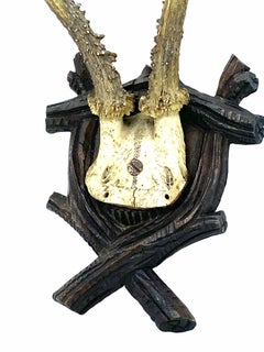 Antique Black Forest Deer Antler Trophy on Wood Carved Plaque, German, 1900s