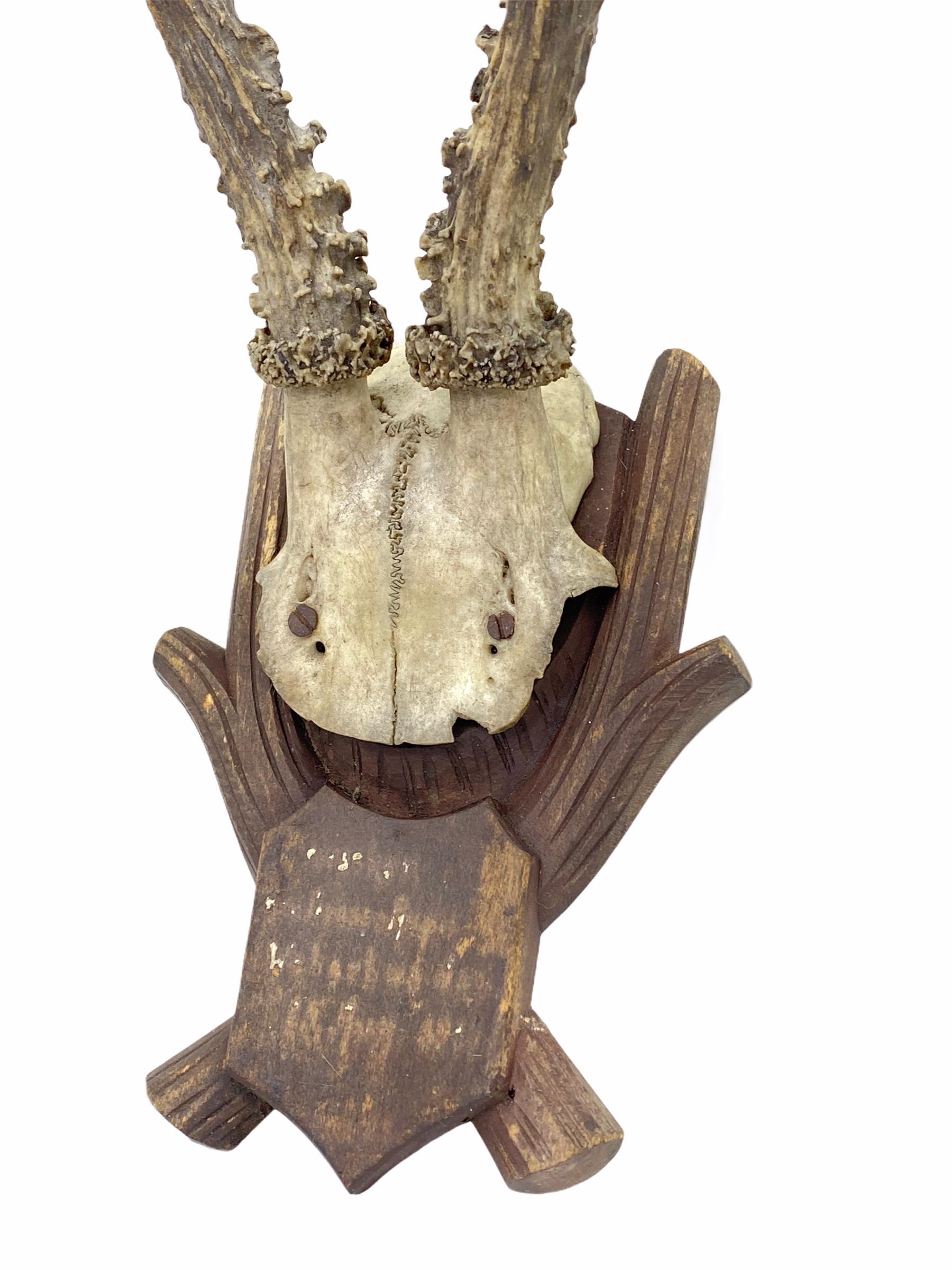 A beautiful antique Black Forest deer antler trophy on hand carved, Black Forest wooden plaque. A nice addition to your hunter’s loge or just to display it in your house.