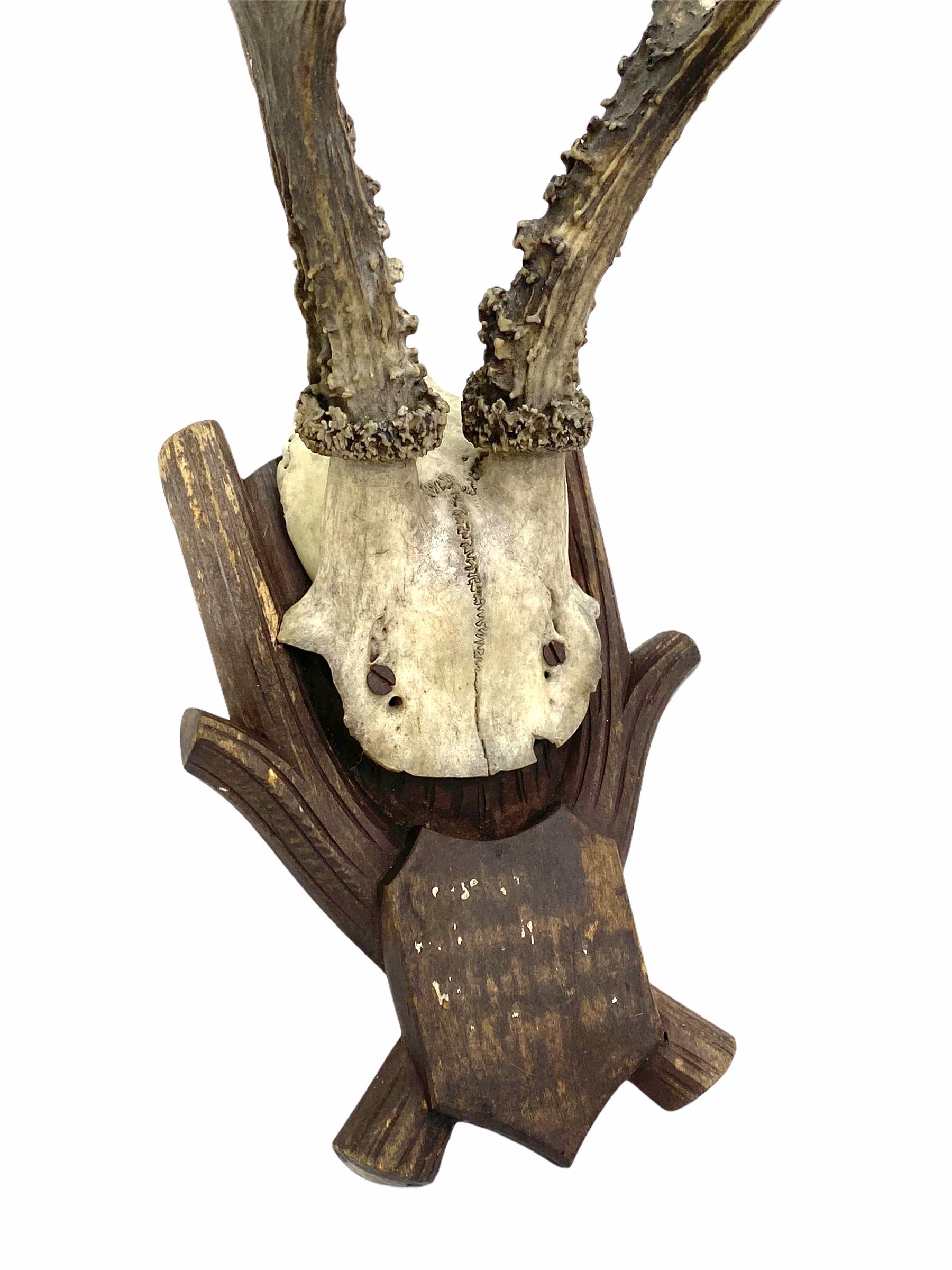 Hand-Carved Antique Black Forest Deer Antler Trophy on Wood Carved Plaque, German, 1900s