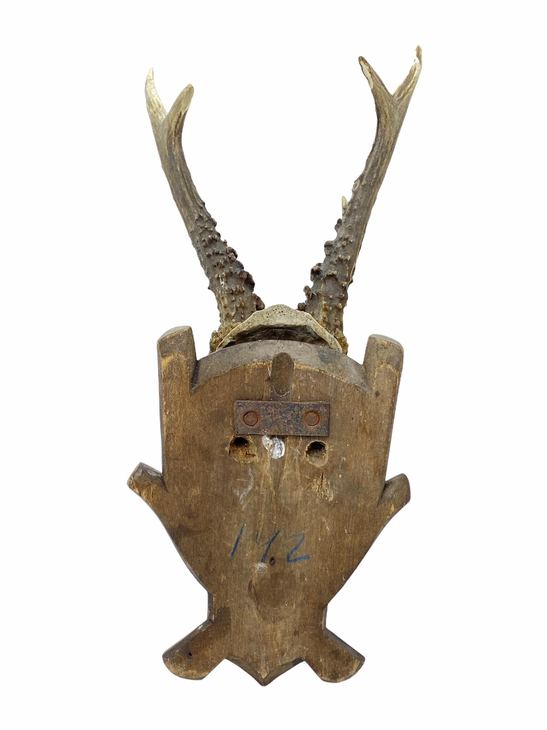 Antique Black Forest Deer Antler Trophy on Wood Carved Plaque, German, 1900s 1