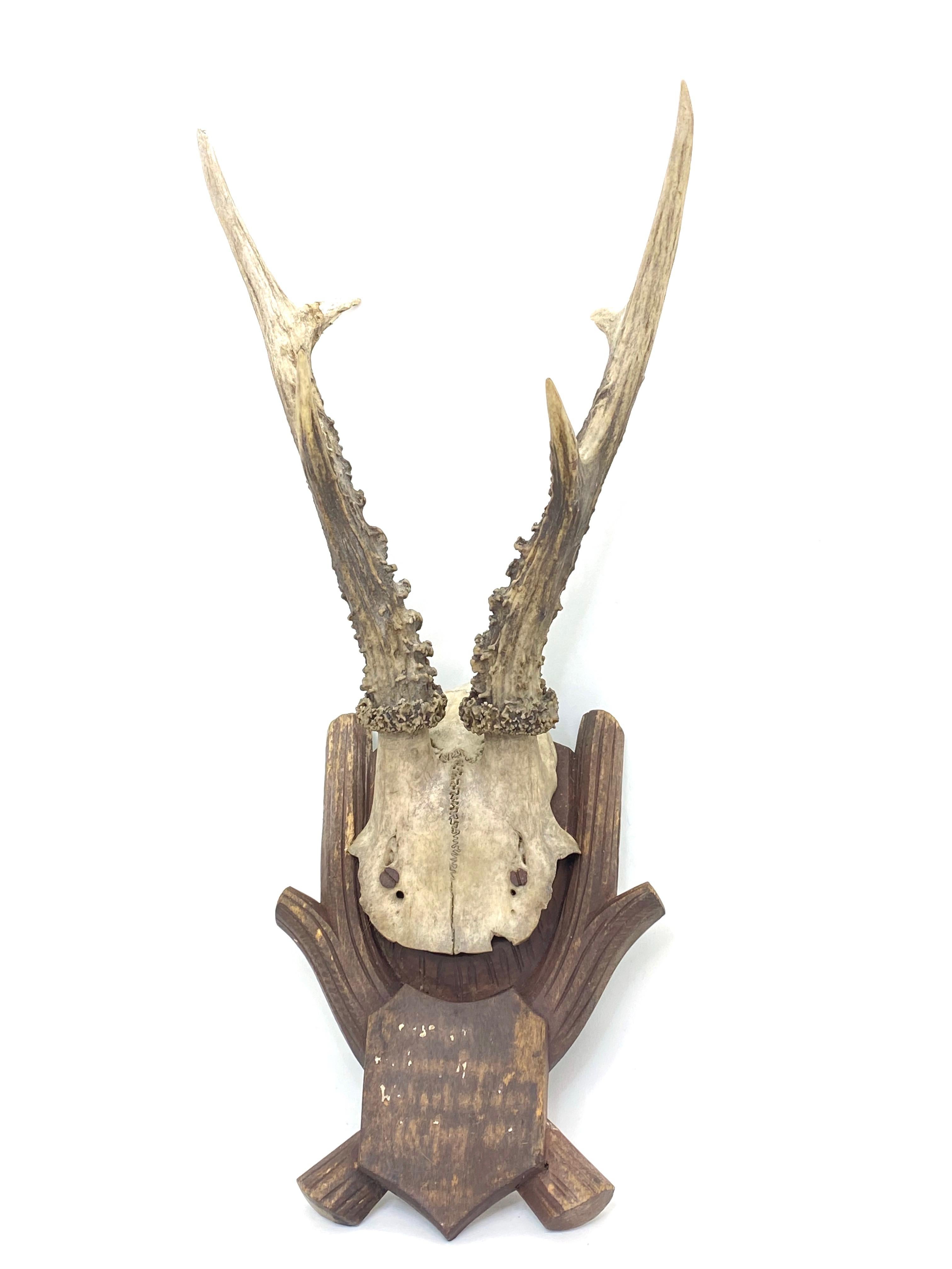 Antique Black Forest Deer Antler Trophy on Wood Carved Plaque, German, 1900s 2