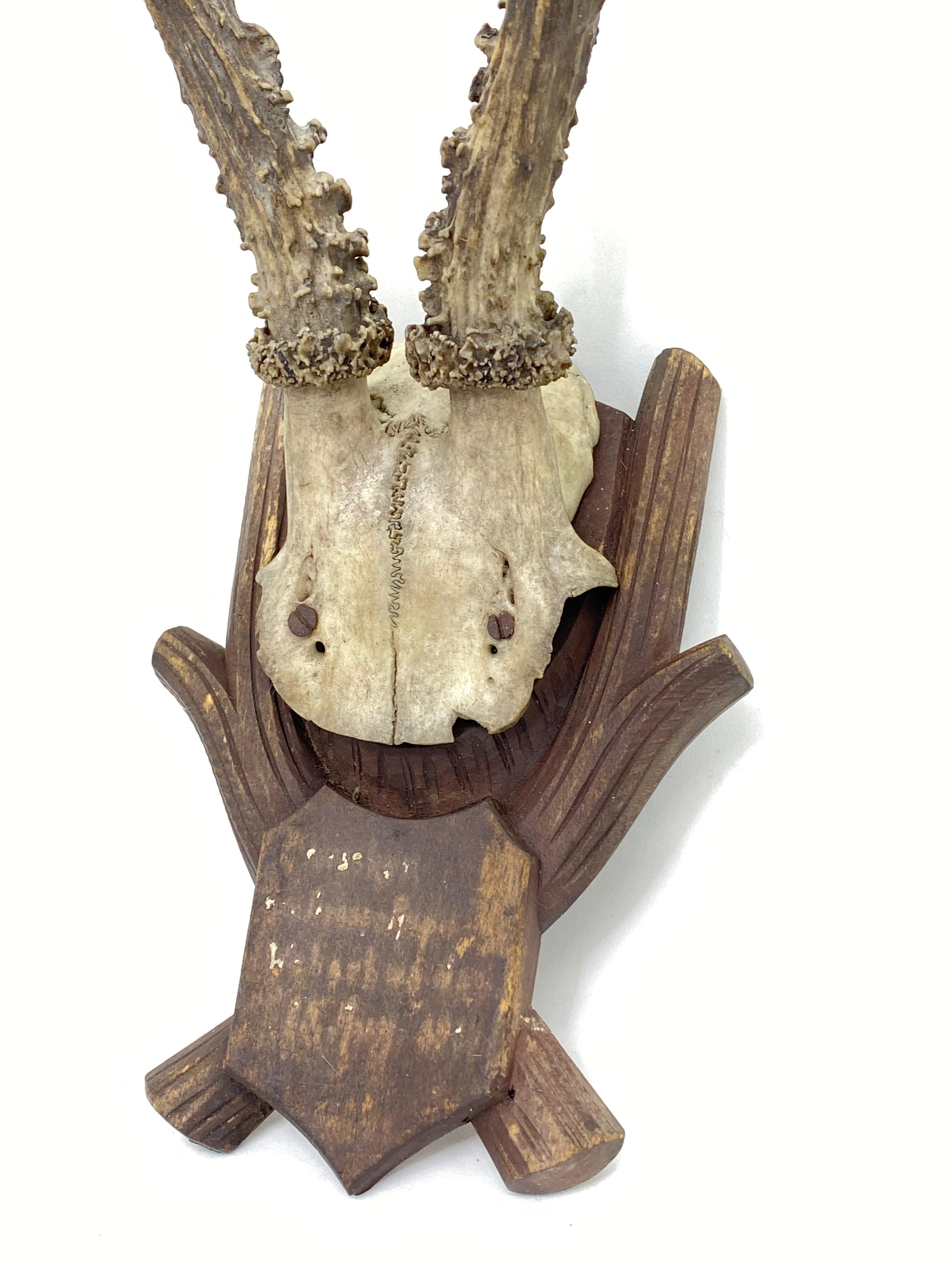 Antique Black Forest Deer Antler Trophy on Wood Carved Plaque, German, 1900s 3