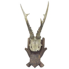Antique Black Forest Deer Antler Trophy on Wood Carved Plaque, German, 1900s