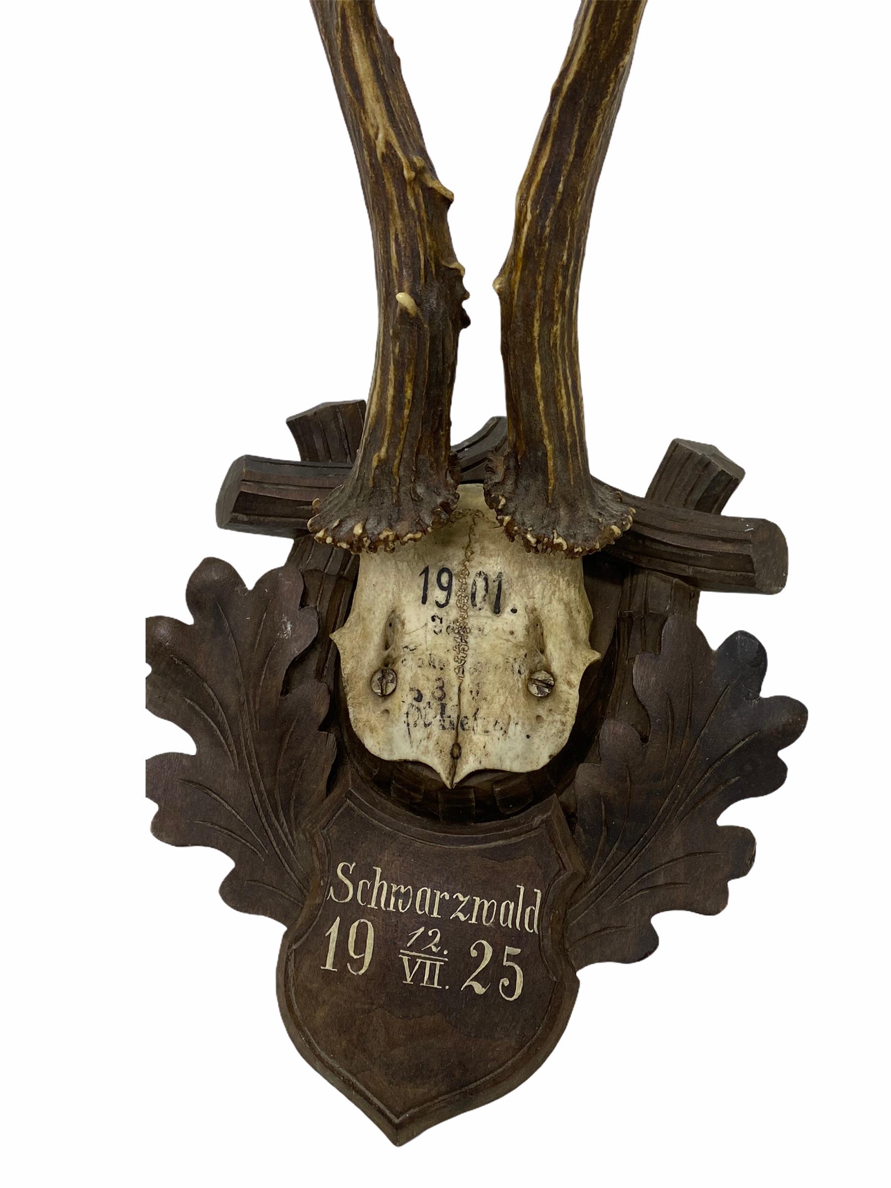 Hand-Carved Antique Black Forest Deer Antler Trophy on Wood Carved Plaque, German, 1925