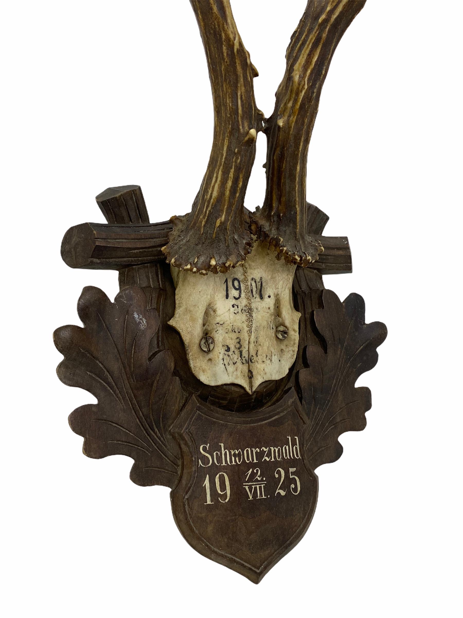 Antique Black Forest Deer Antler Trophy on Wood Carved Plaque, German, 1925 In Good Condition In Nuernberg, DE