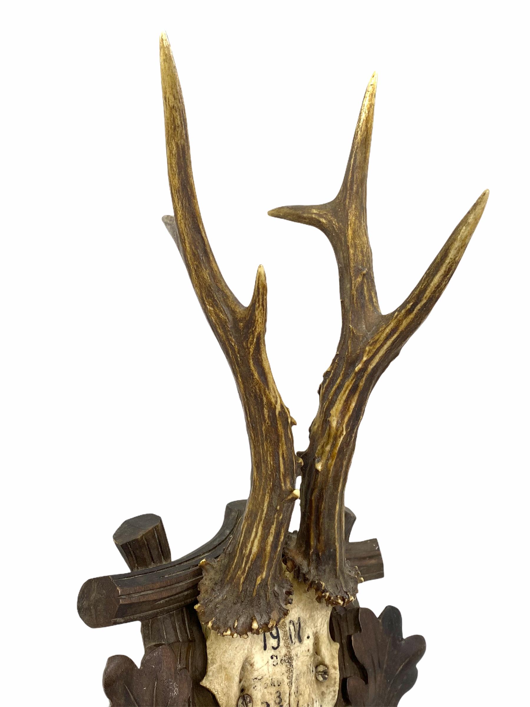 20th Century Antique Black Forest Deer Antler Trophy on Wood Carved Plaque, German, 1925