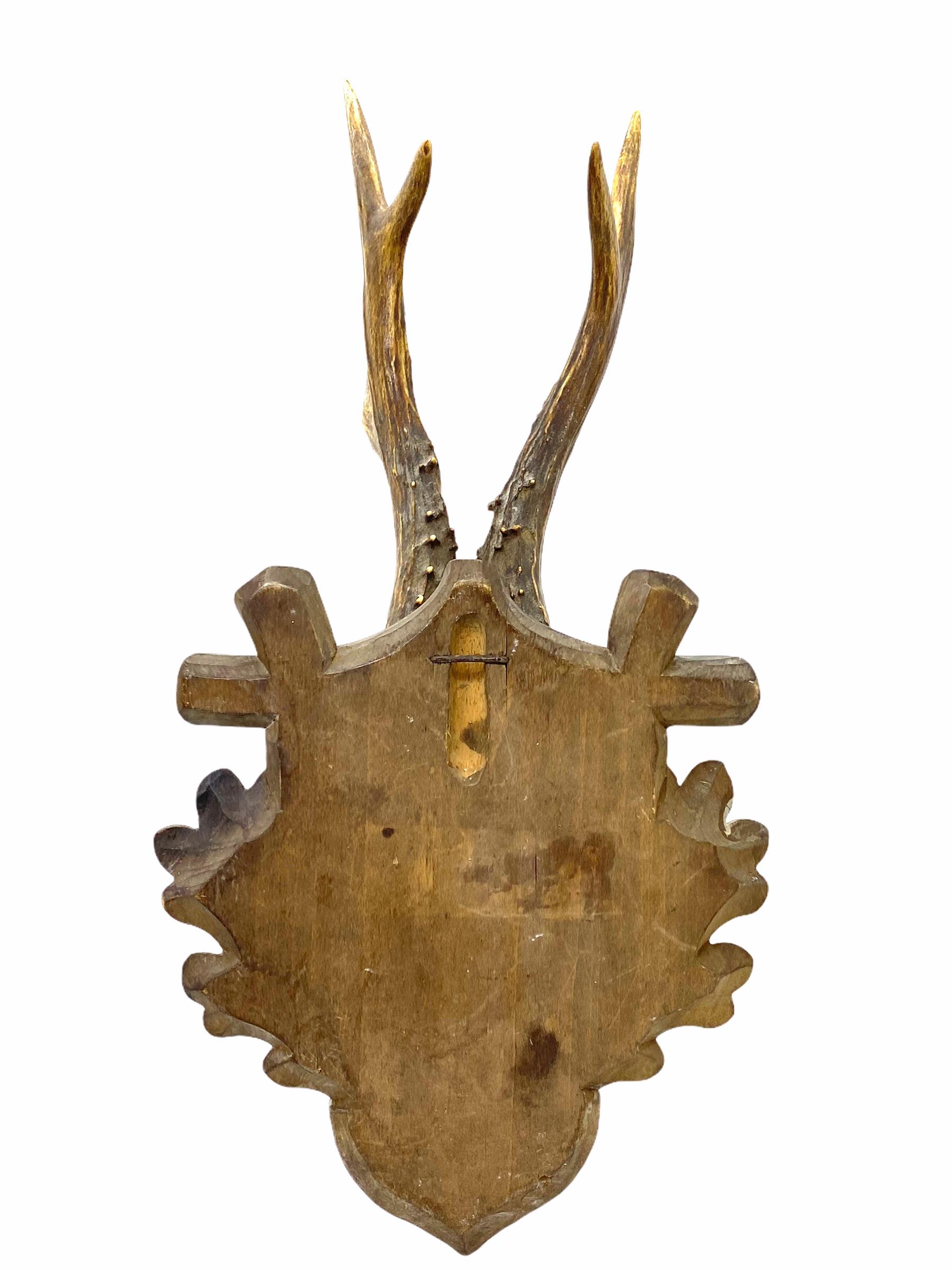 Antique Black Forest Deer Antler Trophy on Wood Carved Plaque, German, 1925 1
