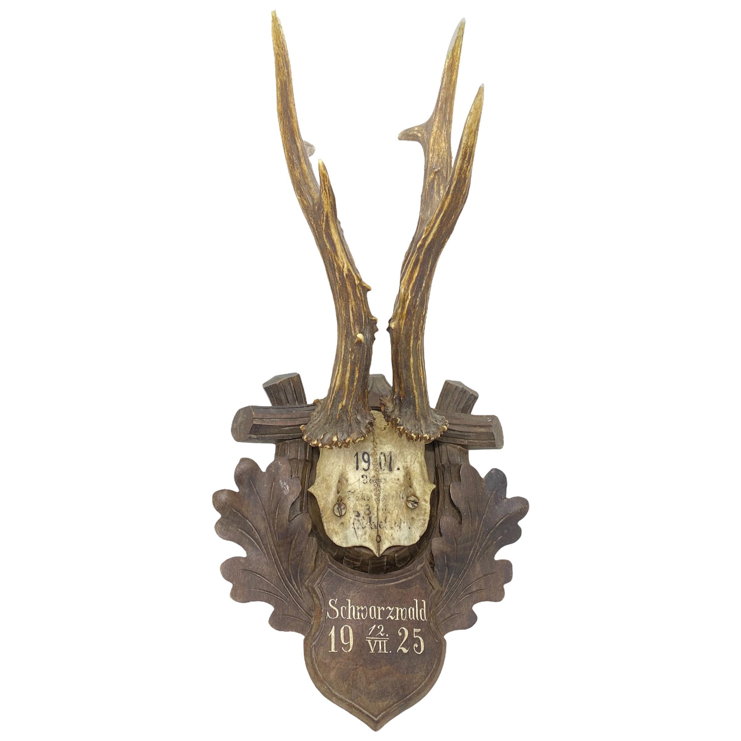 Antique Black Forest Deer Antler Trophy on Wood Carved Plaque, German, 1925