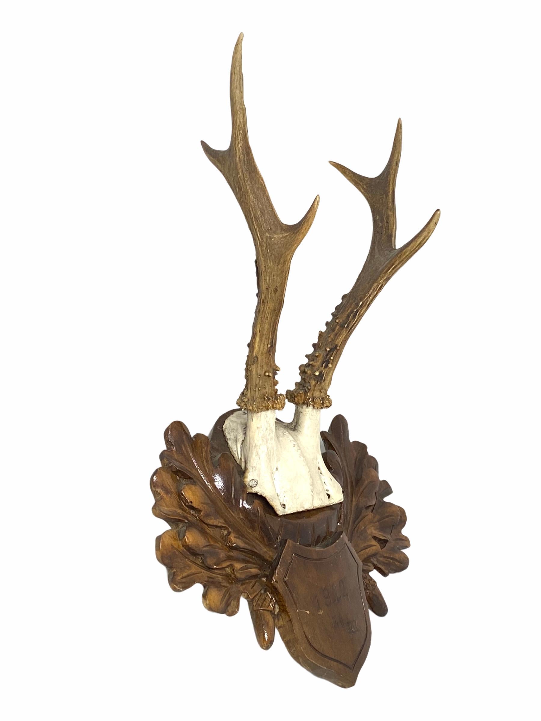 Antique Black Forest Deer Antler Trophy on Wood Carved Plaque, Germany, 1922 2