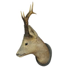 Antique Black Forest Deer Head in Naturalistic Style, ca. 1910