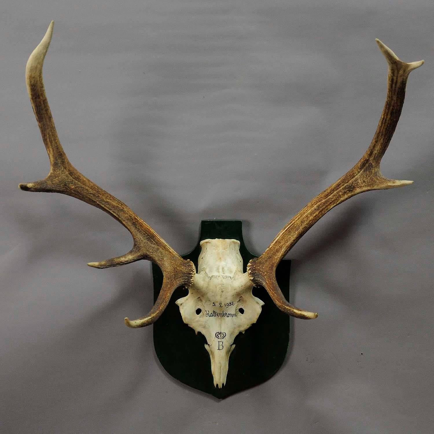 An eight pointer black forest deer trophy from the palace of Salem in South Germany. Shoot by a member of the lordly family of Badenin, 1937. Handwritten inscriptions on the skull with, place of the hunt and date 1937. Mounted on a wooden plaque,
