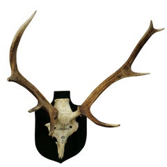 Antique Black Forest Deer Trophy from Salem, Germany, Kaltenbronn, 1937