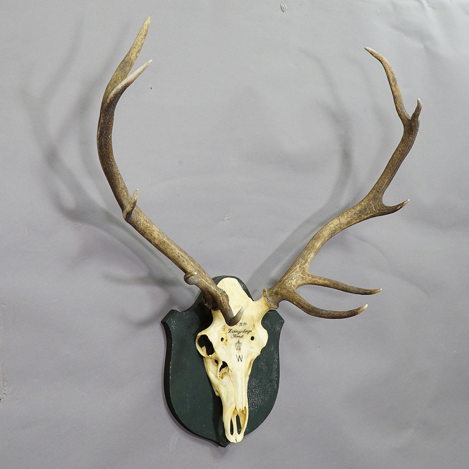 A large uneven 12 pointer Black Forest deer trophy from the palace of Salem in south Germany. Shoot by a member of the lordly family of Baden in 1903. Handwritten inscriptions on the skull with, place of the hunt, family crest and date. Mounted on a