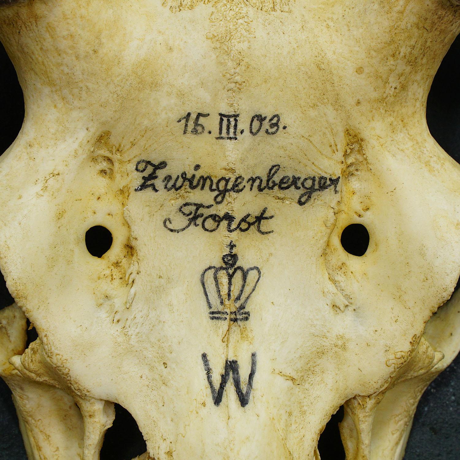 20th Century Antique Black Forest Deer Trophy from Salem, Germany, 1903