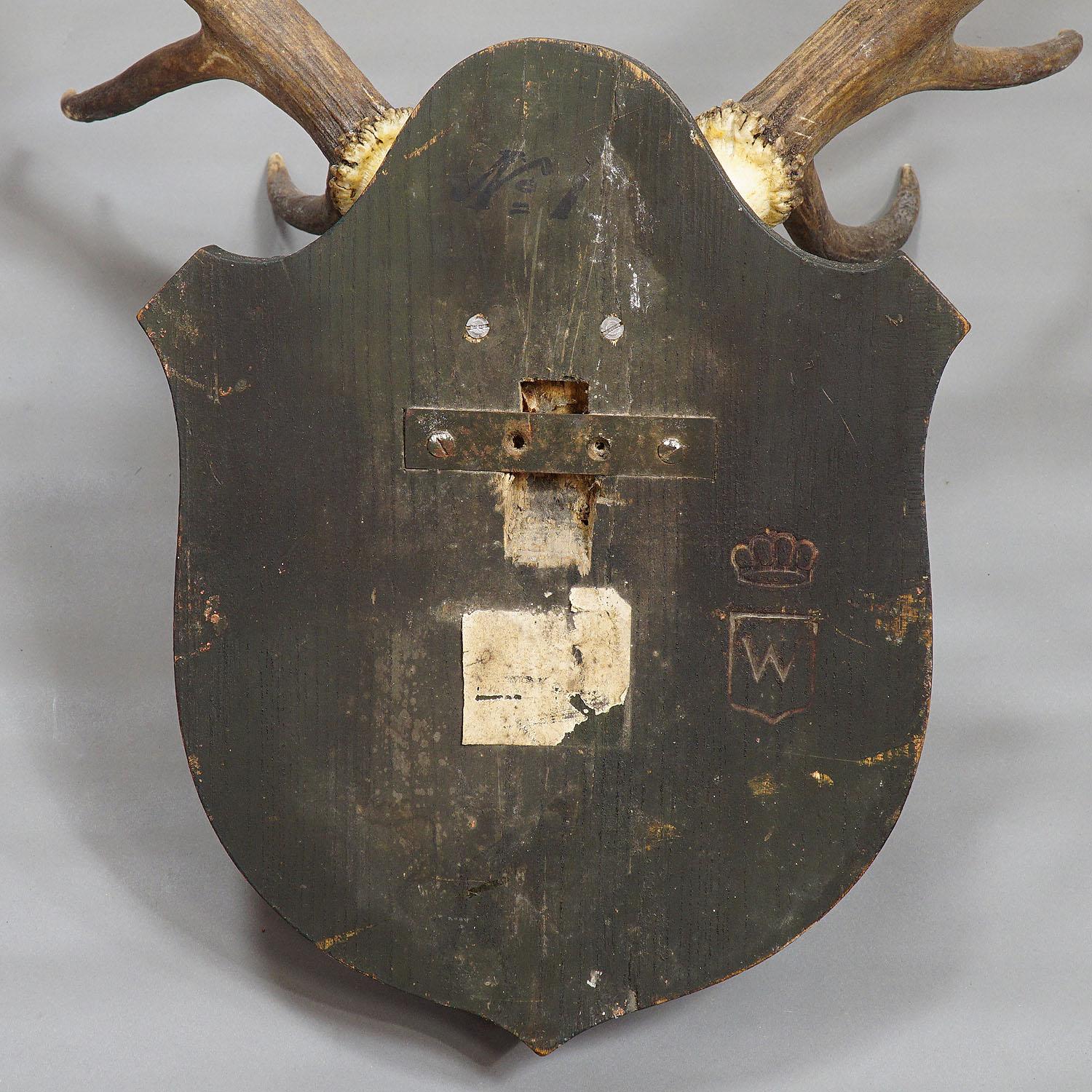 Antler Antique Black Forest Deer Trophy from Salem, Germany, 1903