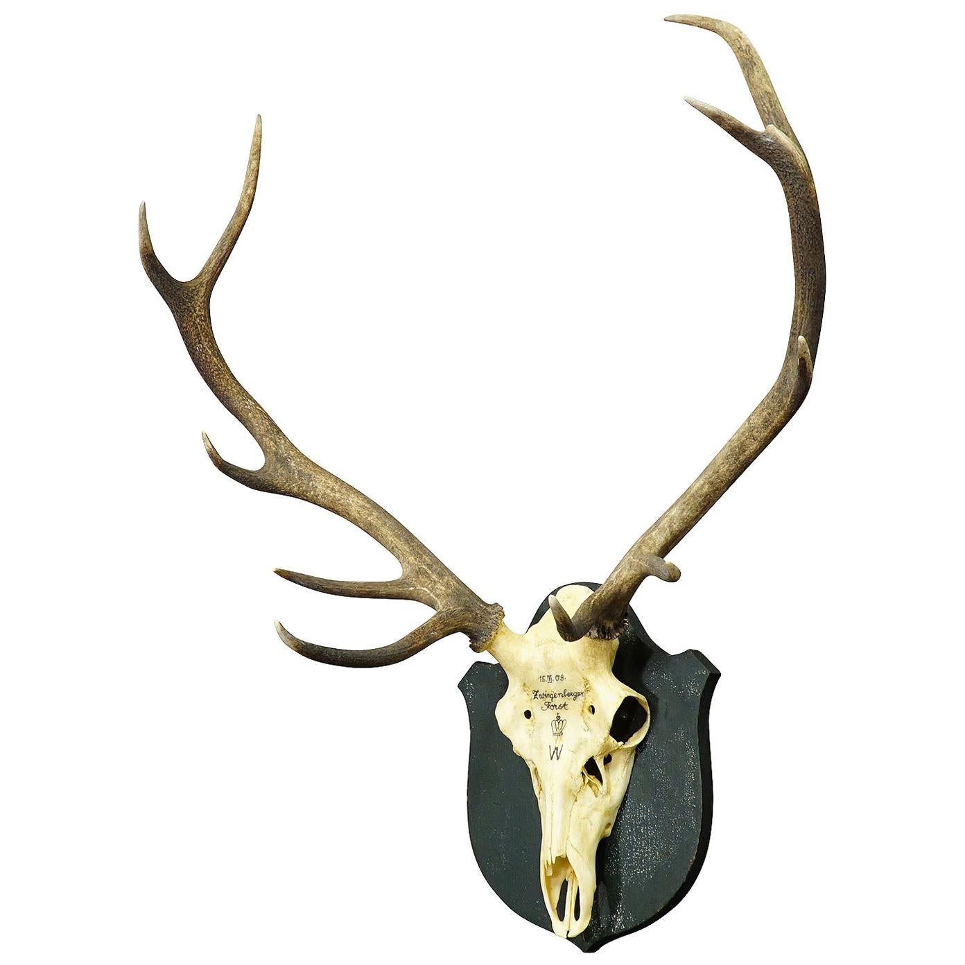 Antique Black Forest Deer Trophy from Salem, Germany, 1903