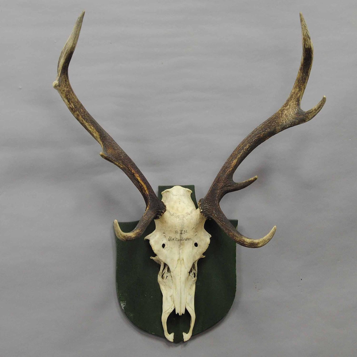 A great 8-pointer Black Forest deer trophy from the palace of Salem in south Germany. Shoot by a member of the lordly family of Badenin, 1931. Handwritten inscriptions on the skull with, place of the hunt and date 1931. Mounted on a wooden plaque,