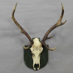 Antique Black Forest Deer Trophy from Salem, Germany, 1931