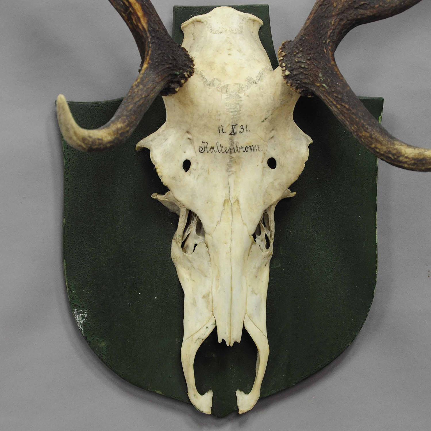 Rustic Antique Black Forest Deer Trophy from Salem, Germany, 1931