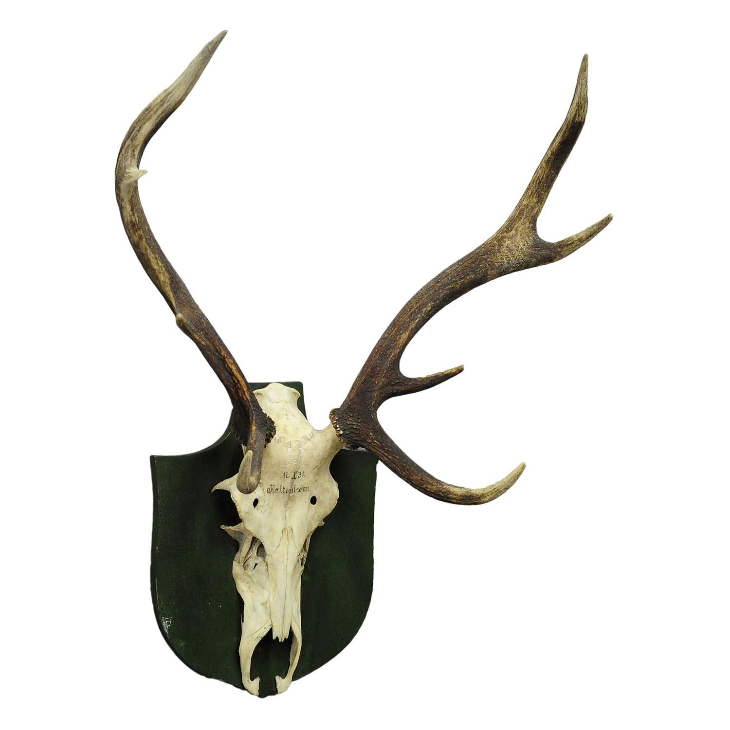 Antique Black Forest Deer Trophy from Salem, Germany, 1931