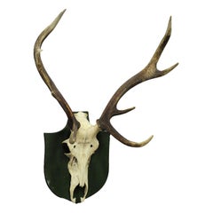 Antique Black Forest Deer Trophy from Salem, Germany, 1931