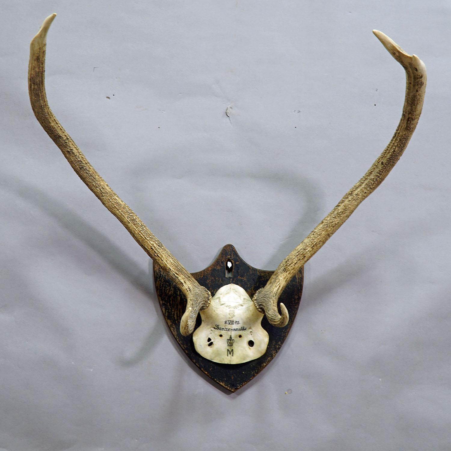A 6 pointer Black Forest deer trophy from the palace of salem in South Germany. shoot by a member of the lordly family of Baden in 1875. handwritten inscriptions on the skull with, place of the hunt, family crest and date. mounted on a nice