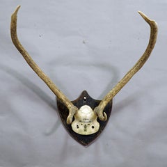 Antique Black Forest Deer Trophy from Salem, Germany, Banzenreuthe, 1875