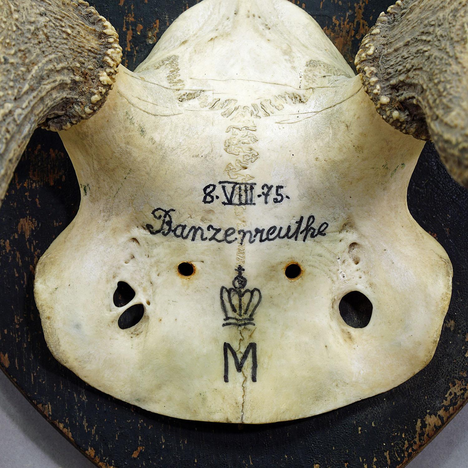 Antique Black Forest Deer Trophy from Salem, Germany, Banzenreuthe, 1875 In Good Condition In Berghuelen, DE