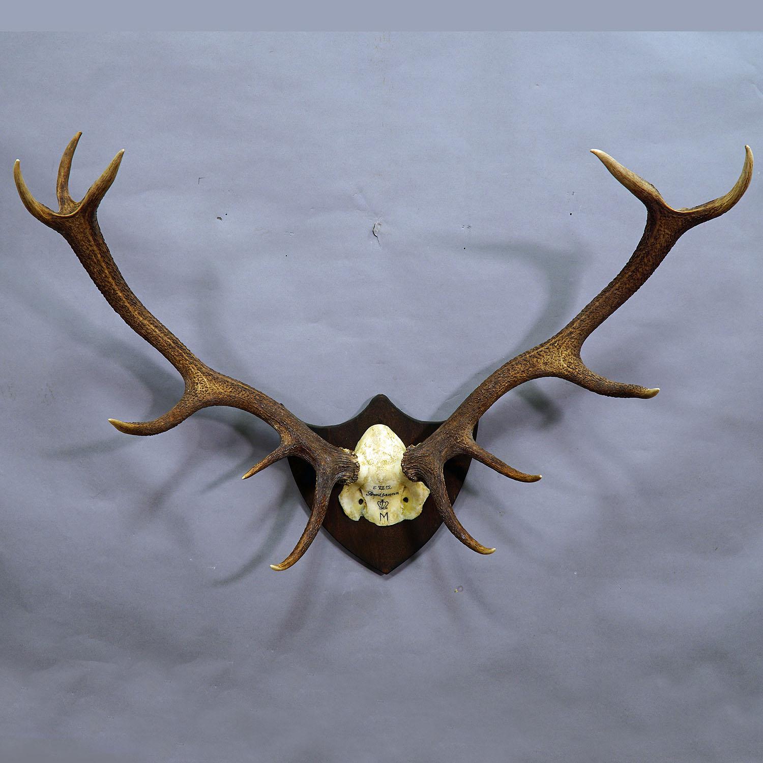 A 10 pointer Black Forest deer trophy from the palace of Salem in south Germany. Shoot by a member of the lordly family of Baden in 1912. Handwritten inscriptions on the skull with, place of the hunt, family crest and date. Mounted on a nice