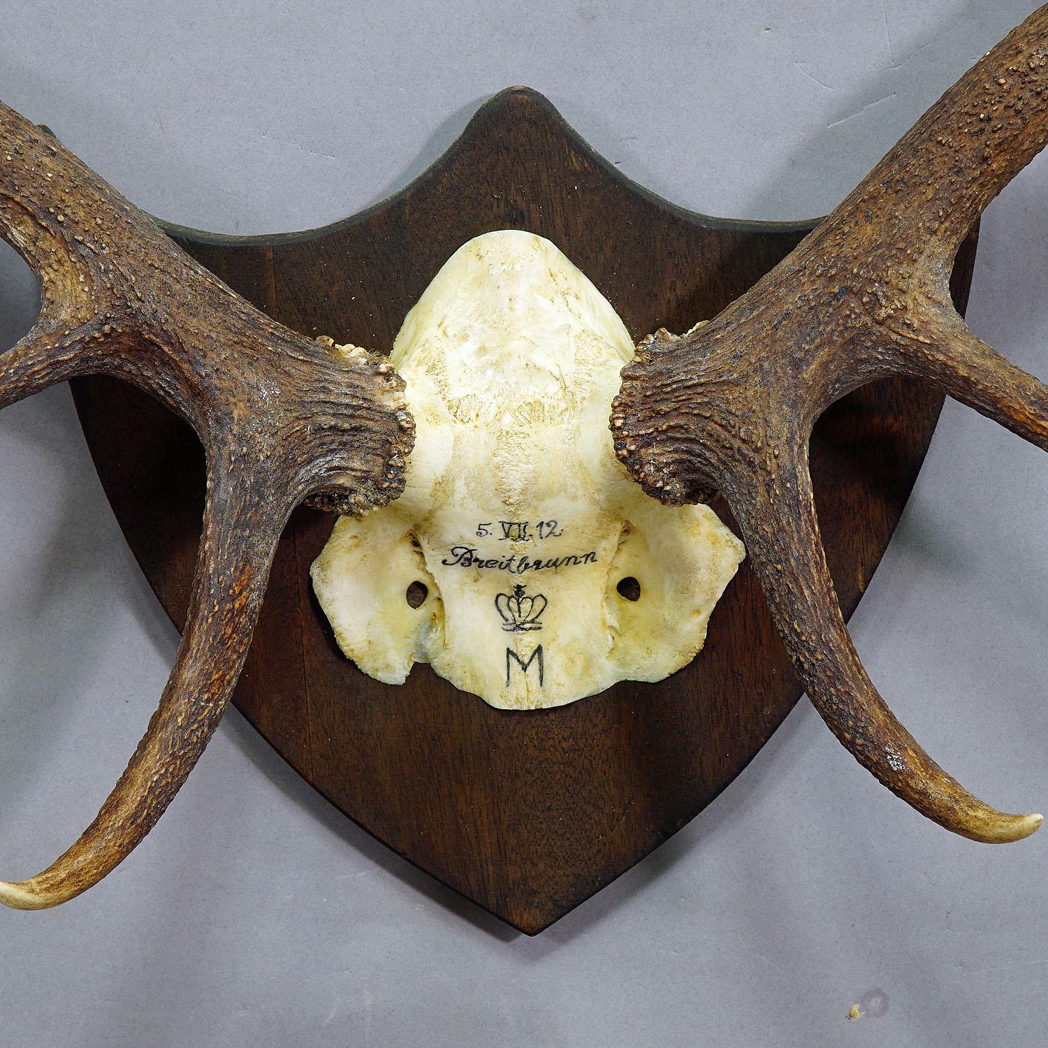Rustic Antique Black Forest Deer Trophy from Salem, Germany, Breitenbrunn, 1912
