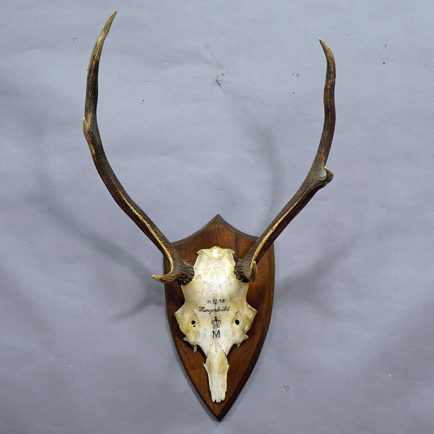 A 6 pointer black forest deer trophy from the palace of salem in south germany. shoot by a member of the lordly family of Baden in 1910. handwritten inscriptions on the skull with, place of the hunt, family crest and date. mounted on a nice wooden