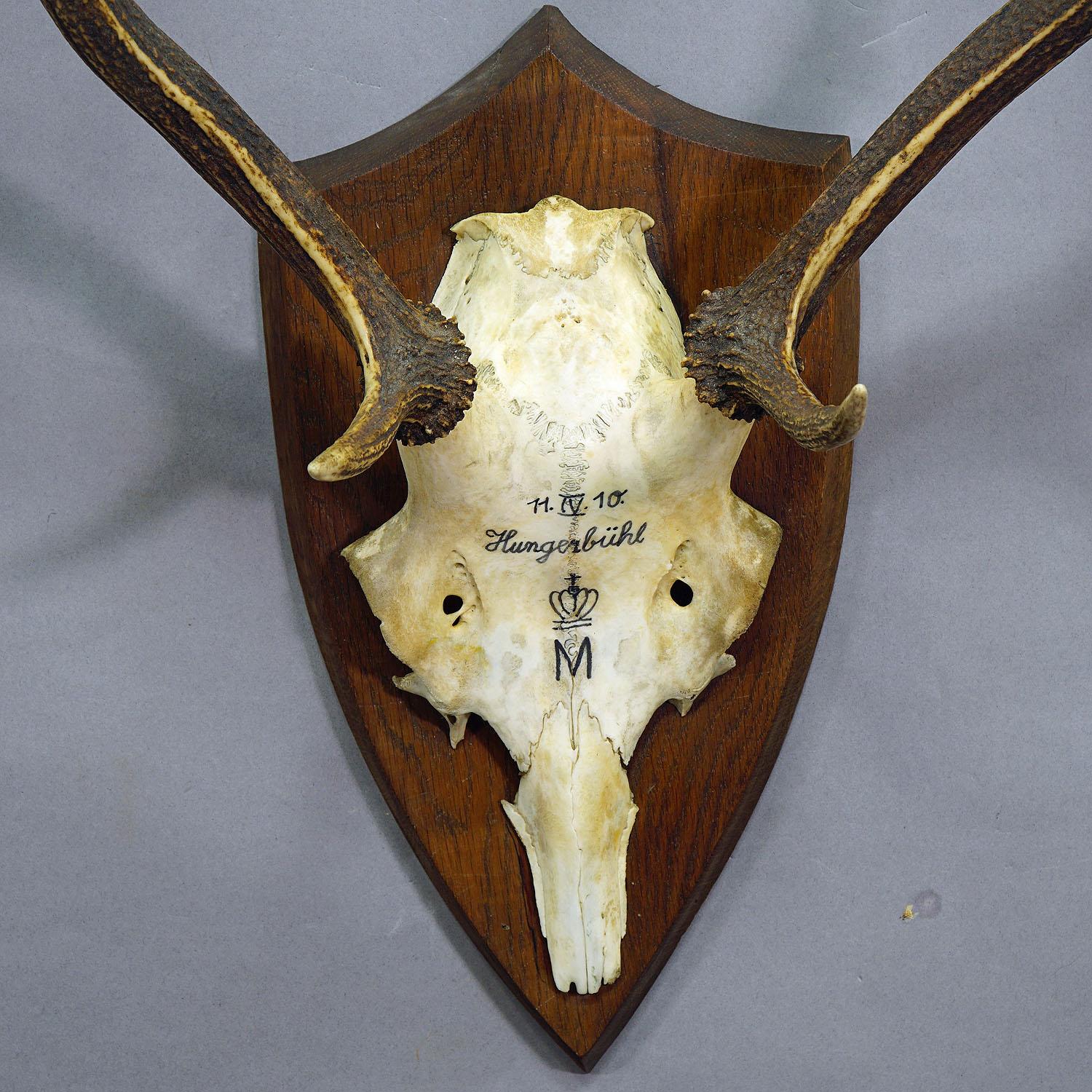 Rustic Antique Black Forest Deer Trophy from Salem - Germany, Hungerbuel 1910