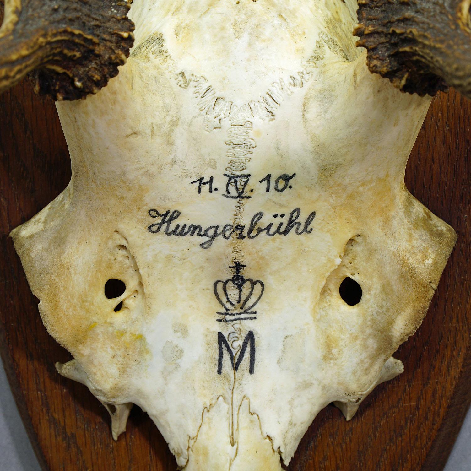 Antique Black Forest Deer Trophy from Salem - Germany, Hungerbuel 1910 In Good Condition In Berghuelen, DE