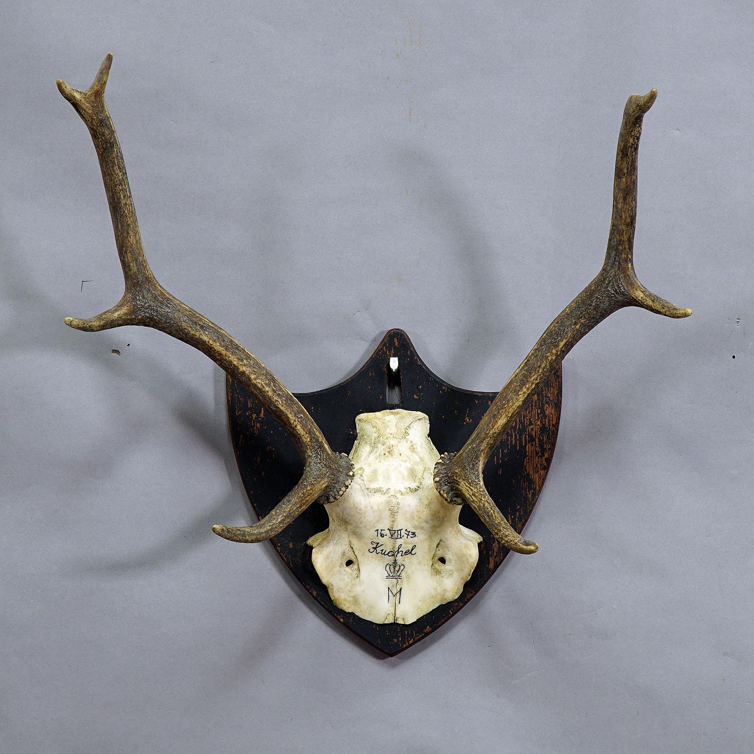 An uneven 8 pointer black forest deer trophy from the palace of salem in south germany. shoot by a member of the lordly family of Baden in 1873. handwritten inscriptions on the skull with, place of the hunt, family crest and date. mounted on a nice