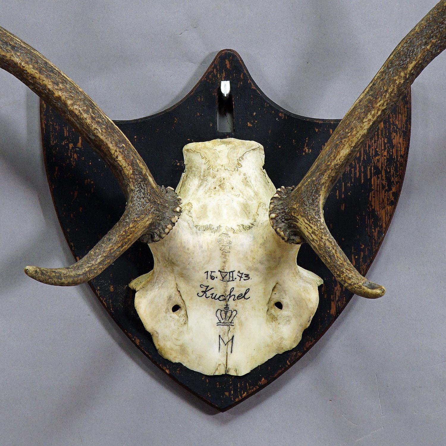 Rustic Antique Black Forest Deer Trophy from Salem - Germany, Kuchel 1873