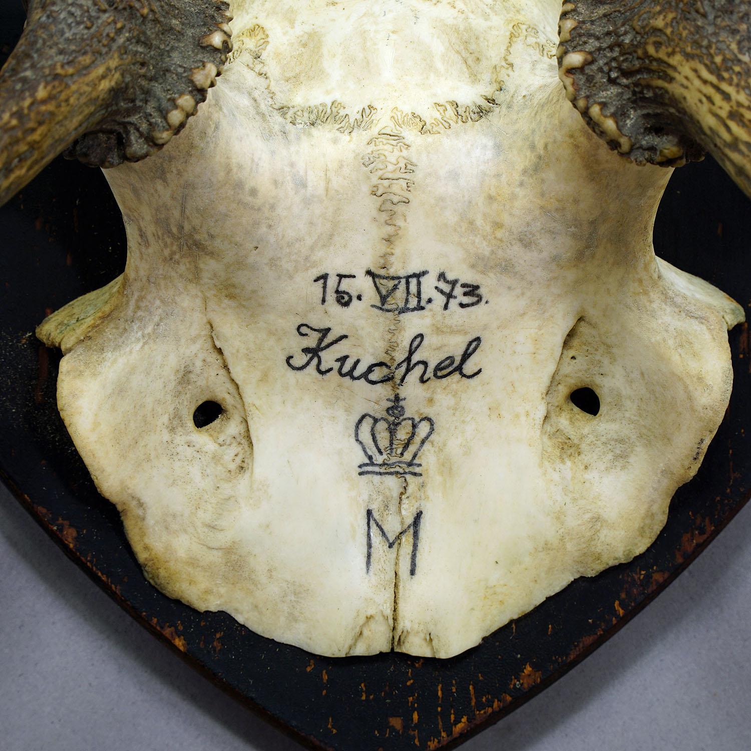 Antique Black Forest Deer Trophy from Salem - Germany, Kuchel 1873 In Good Condition In Berghuelen, DE