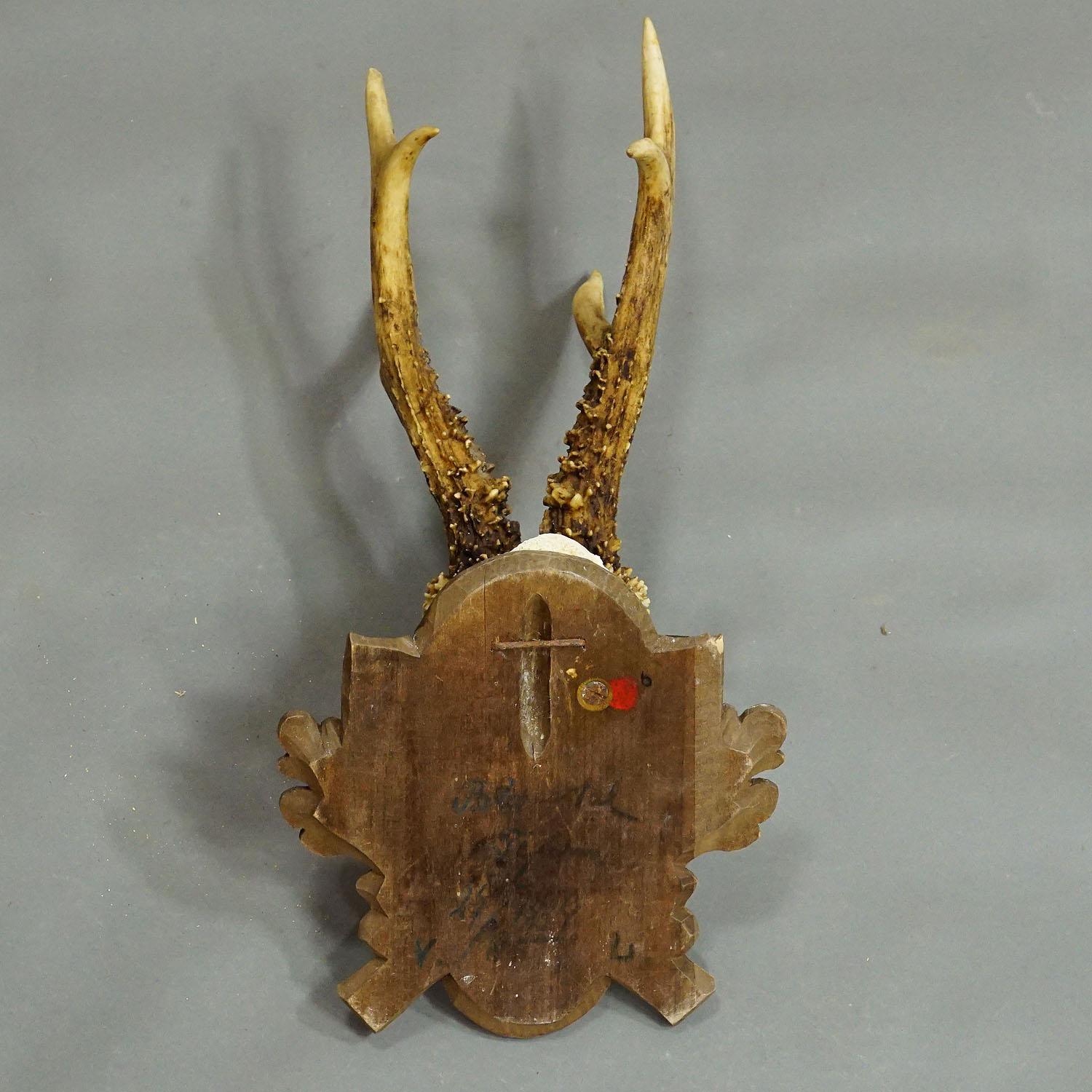 Wood Antique Black Forest Deer Trophy on Carved Plaque 1889 For Sale