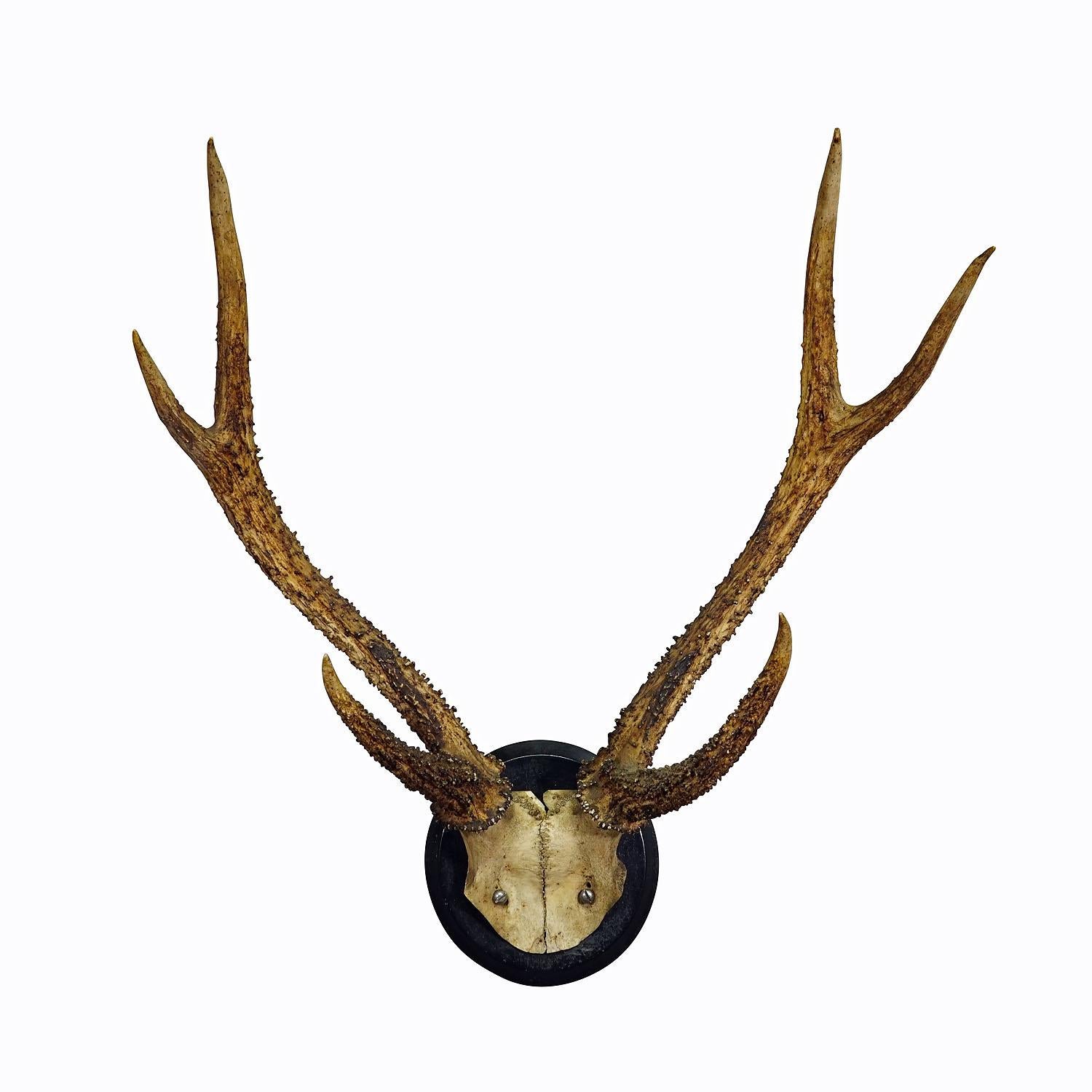 Antique Black Forest Deer Trophy on Wooden Plaque ca. 1900s

A great 6 pointer deer (Cervus elaphus) trophy from the Black Forest shot in Germany around 1900. The large antlers are mounted on a turned wall plaque with black finish.

Trophies are