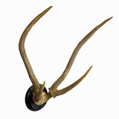 Antique Black Forest Deer Trophy on Wooden Plaque ca. 1900s
