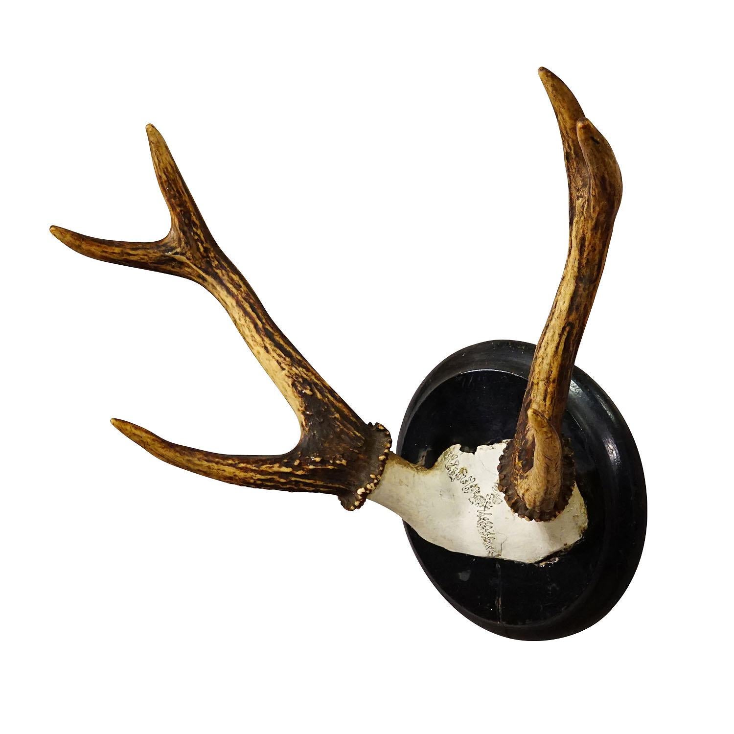 Antique Black Forest Deer Trophy on Wooden Plaque ca. 1900s

A great 6 pointer deer (Cervus elaphus) trophy from the Black Forest shot in Germany around 1900. The antlers are mounted on a turned wall plaque with black finish.

Trophies are mementos